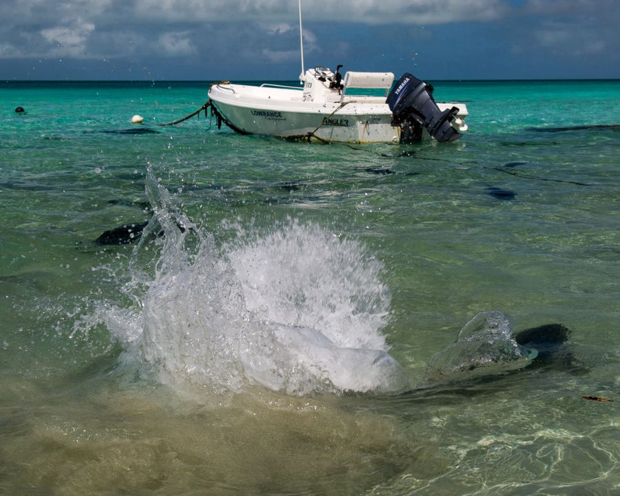 FARQUHAR ATOLL SEYCHELLES | JEFF CURRIER HOSTED TRIP REPORT