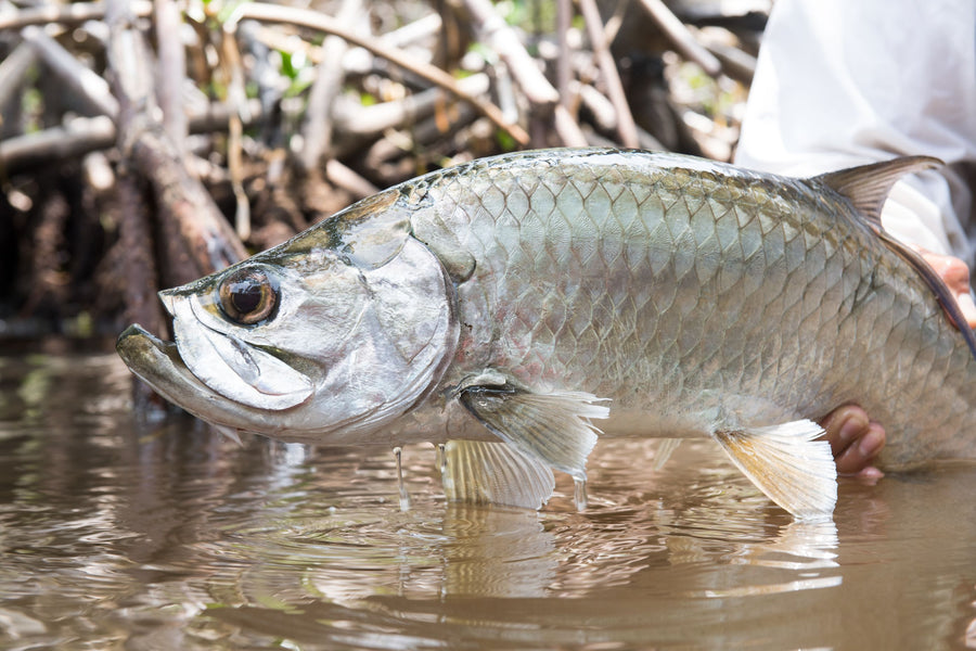 The Yellow Dog Team's Favorite Baby Tarpon Flies