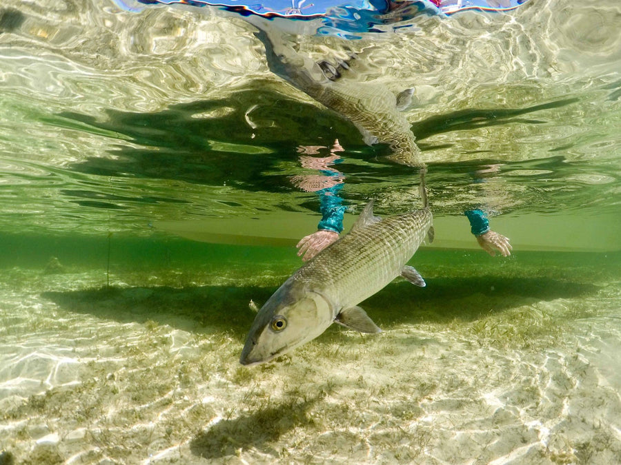 A Guide to Fly Fishing Abaco, Bahamas