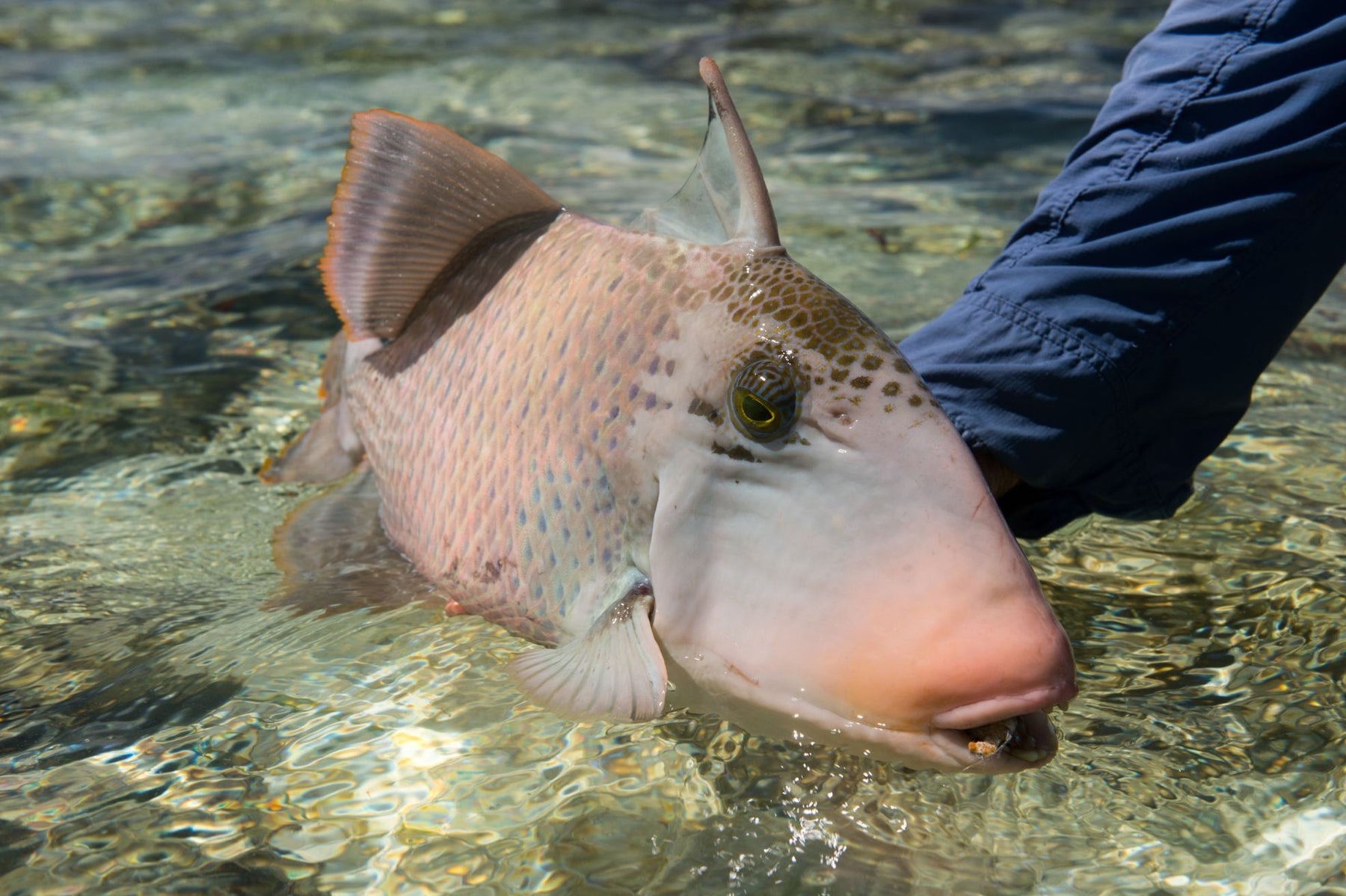 We help identify the saltwater fishing species that you can expect