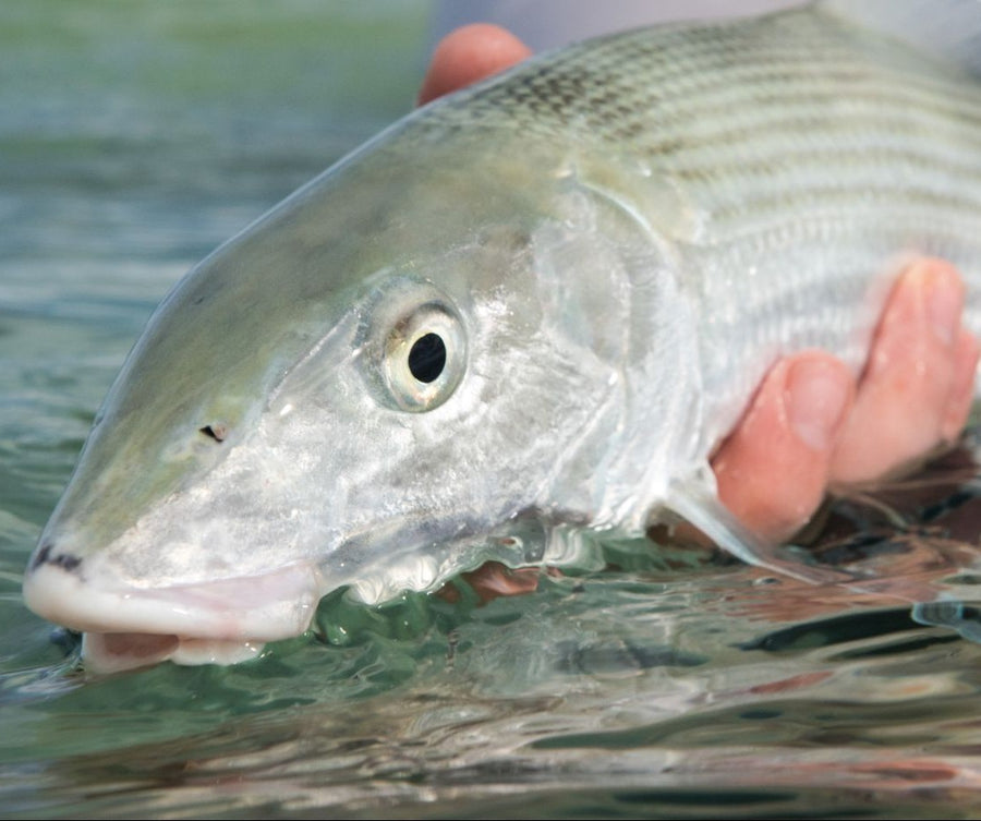 11 Important Tips For Your Next Saltwater Fly Fishing Trip