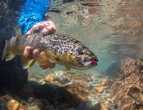 How to Choose Flies for Dry Fly Fishing