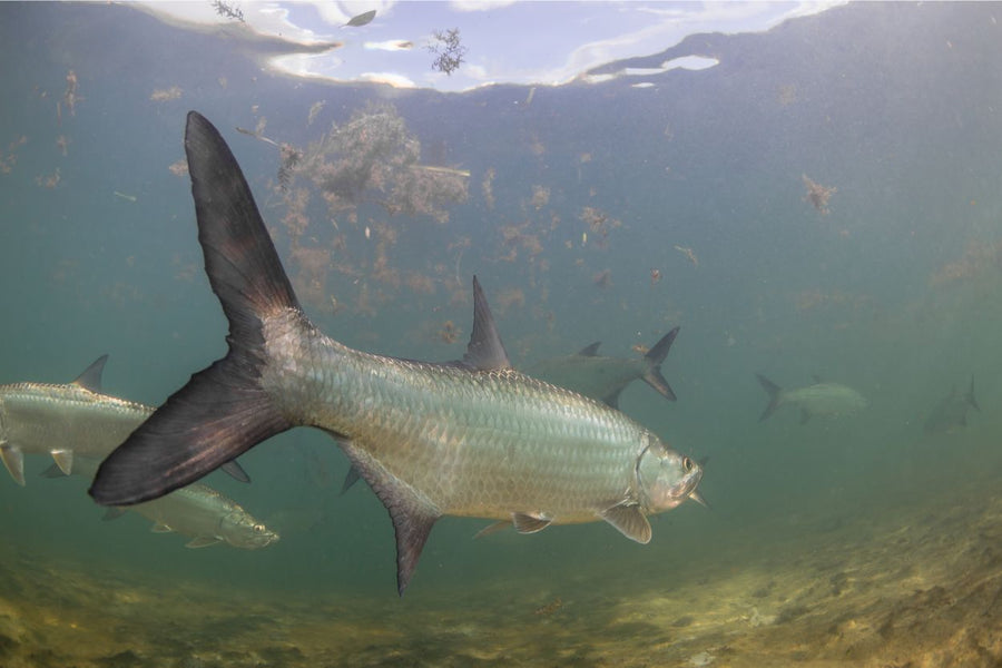 Caye Caulker Belize Tarpon