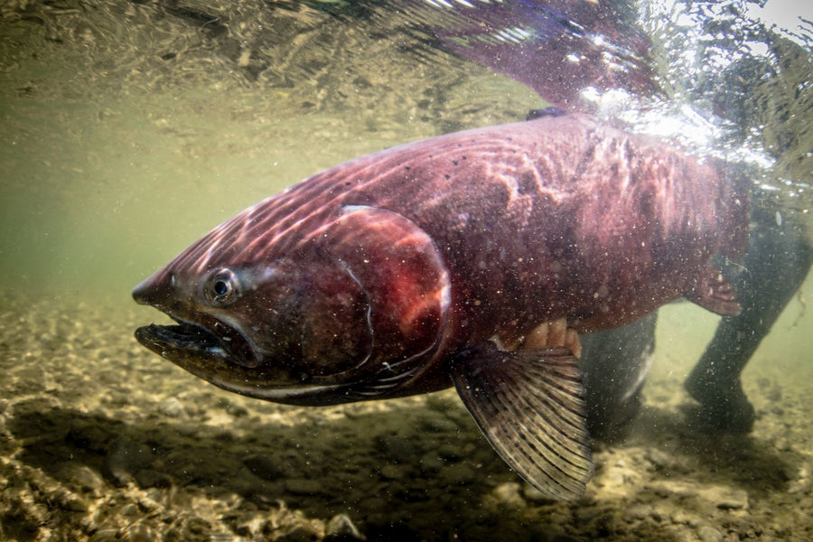 A Guide to the Best Atlantic and Pacific Salmon Fly Patterns