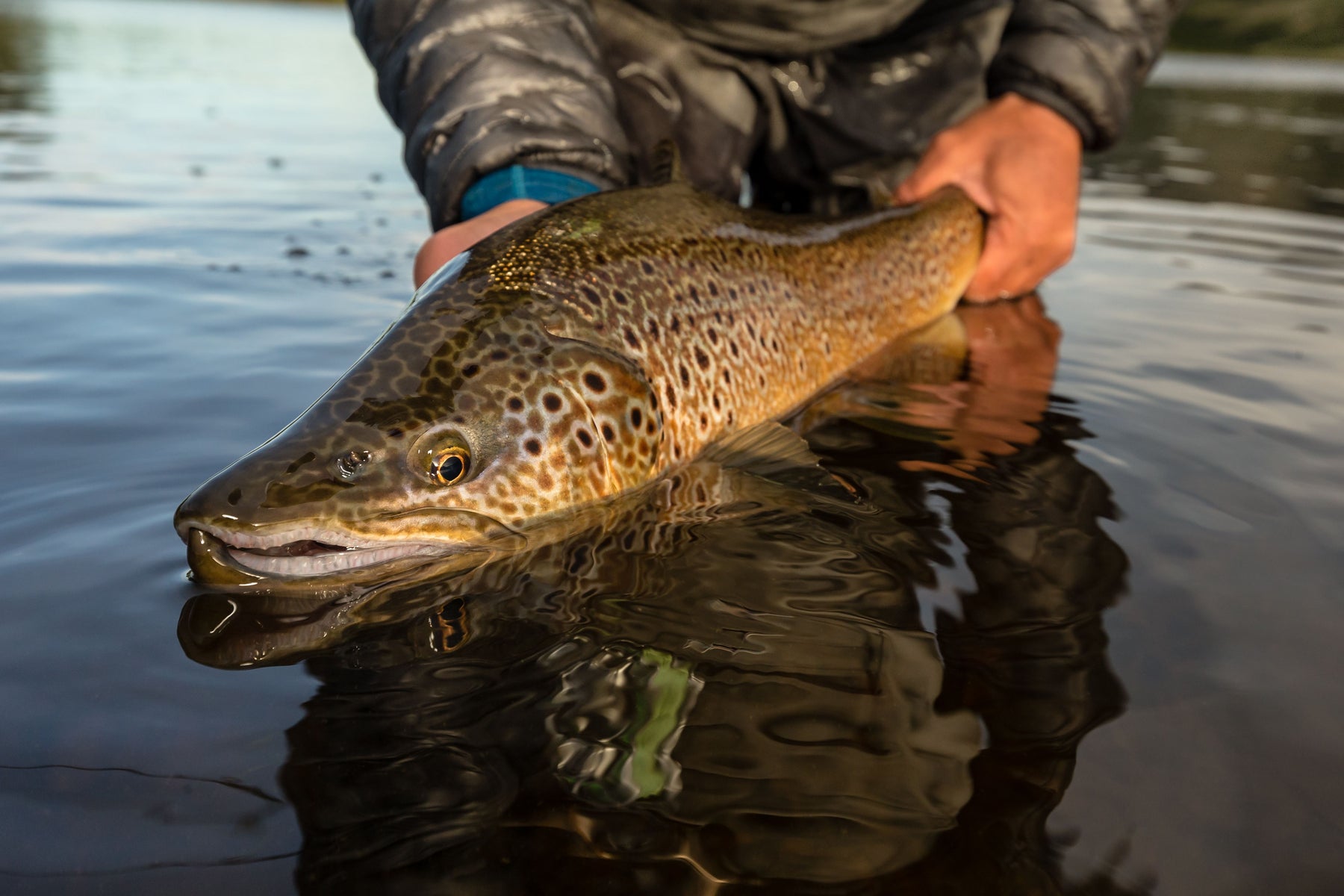Krystal Flash - Guided Fly Fishing Madison River, Lodging