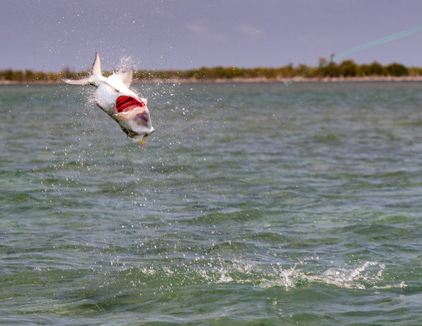 7 Must-Know Tarpon Fly Fishing Tips for Beginners