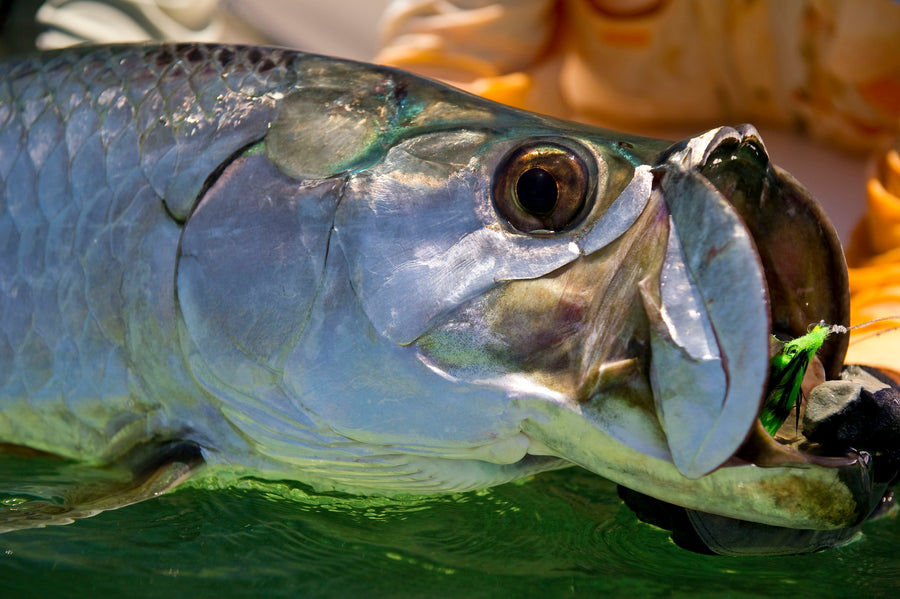 Fly Fishing For Giant Tarpon With Stu Apte