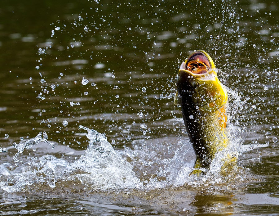 The Best Fly Fishing for Golden Dorado in The World