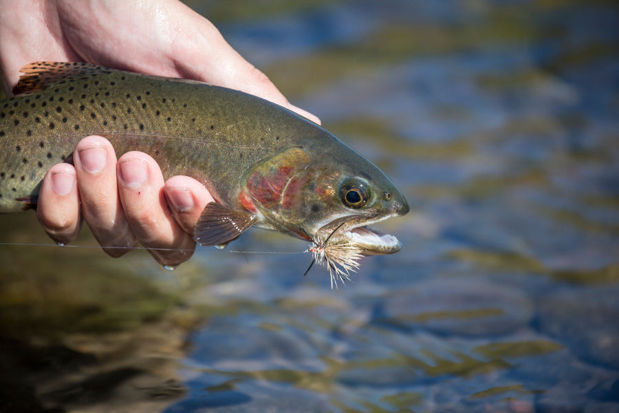 Fly Fishing Hyalite Creek