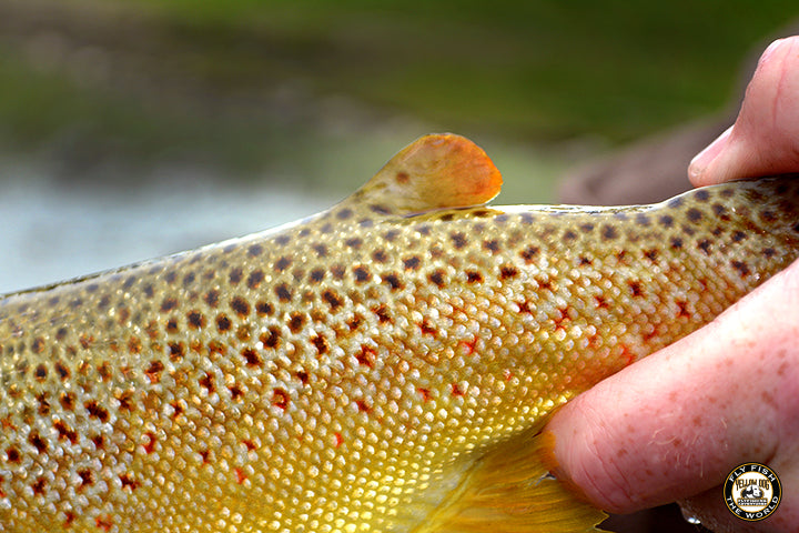 ADMIRING FISH | A STUDY OF BROWN TROUT