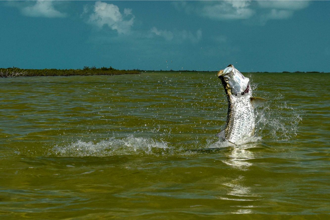 articles/bahamas_red-bay-sunset-lodge_tarpon_ian-davis_2019_4.jpg