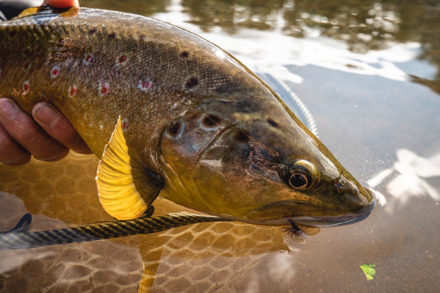 Fly Fishing the Lago Yelcho In Patagonia, Chile