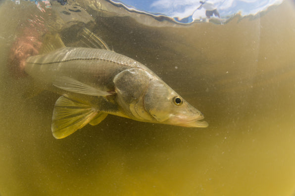 Mexico fly fishing snook on the fly underwater image