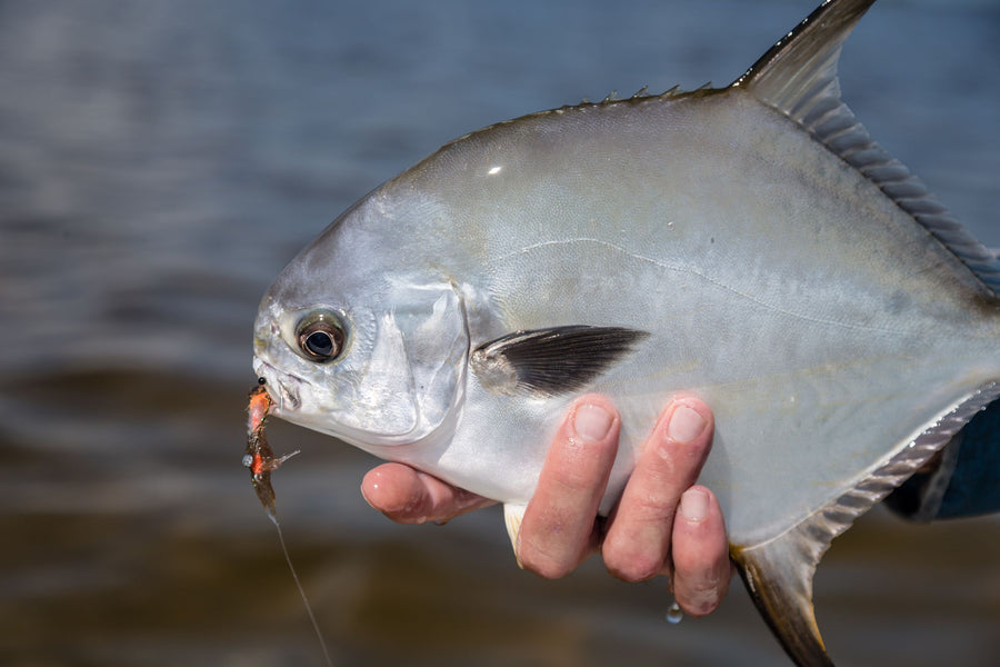 Mexico fly fishing permit on the fly