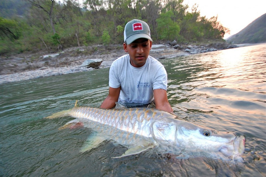 BIG FISH MONDAY | GARGANTUAN GOLDEN MAHSEER