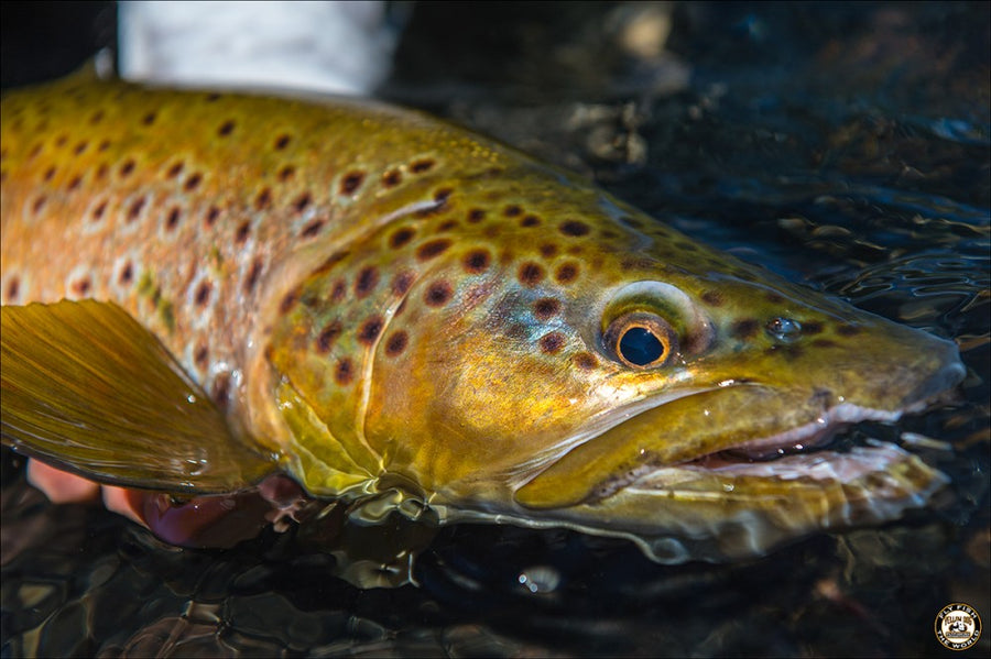 YELLOW DOG IN THE FIELD: CHILE - MARTIN PESCADOR LODGE – JOHN HUDGENS