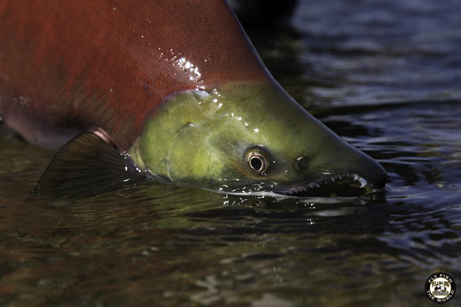 CALL TO ACTION: PROTECT BRISTOL BAY! LAST CHANCE FOR A FINAL STAND IS NOW!