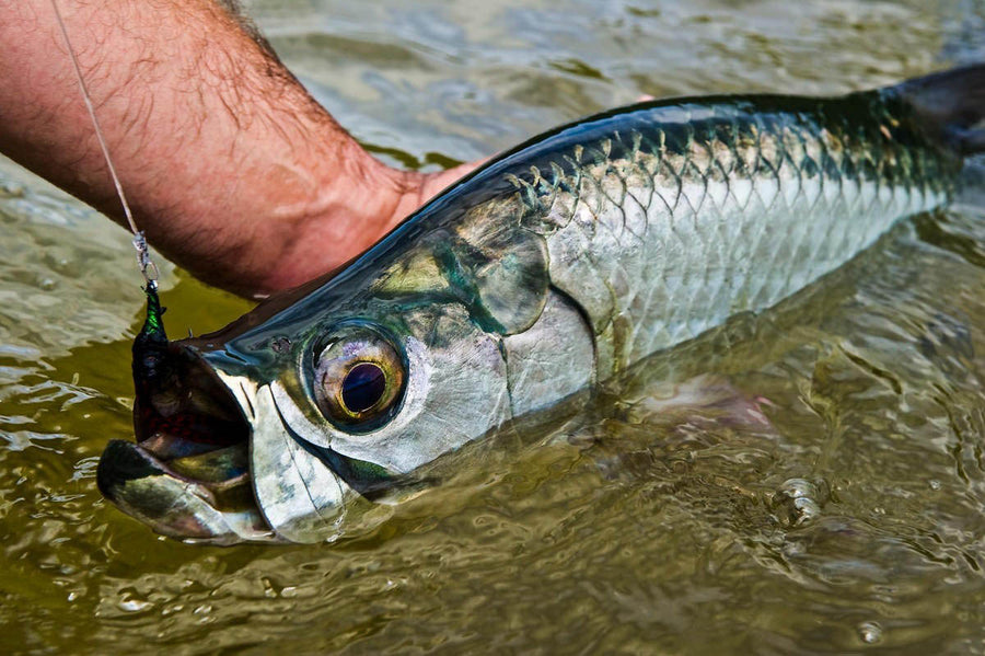 Belize Fly Fishing Tarpon