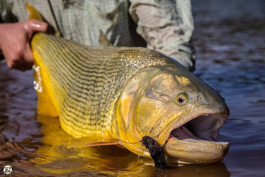 YELLOW DOG’S 2014 BOLIVIA HOSTED TRIP REPORT