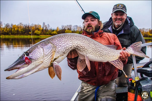 articles/yellow-dog-flyfishing-adventures-alaska-flyfishing-northern-pike-midnight-sun-trophy-pike-adventures-30_blog-1_520x500_93adf0fb-d277-4b00-91b7-37334ec9d3cf.jpg