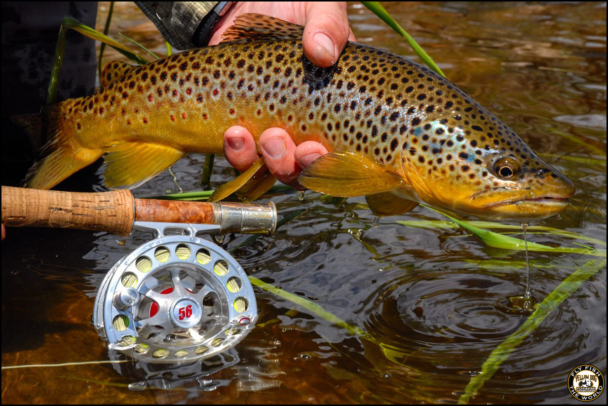 articles/yellow-dog-flyfishing-adventures-montana-fly-fishing-trout-stonefly-inn-2-1_d884f4f0-125c-47ac-97c9-eb93a6c21583.jpg