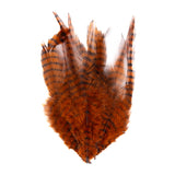 Barred Saddle Hackle