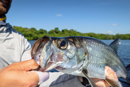 7 Must-Know Tarpon Fly Fishing Tips for Beginners