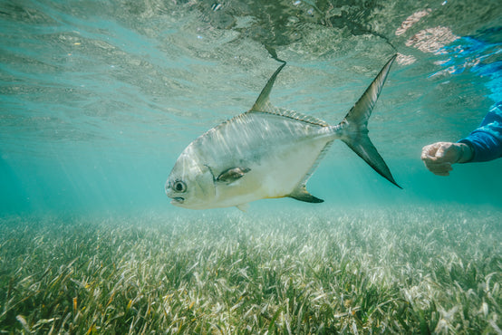 Fly Fish Utila