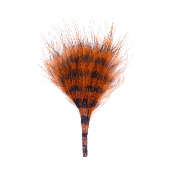 Barred Marabou