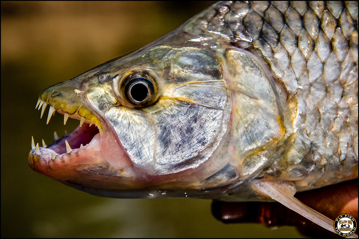 Release the Tigerfish: Facts About Tigerfishing in Tanzania