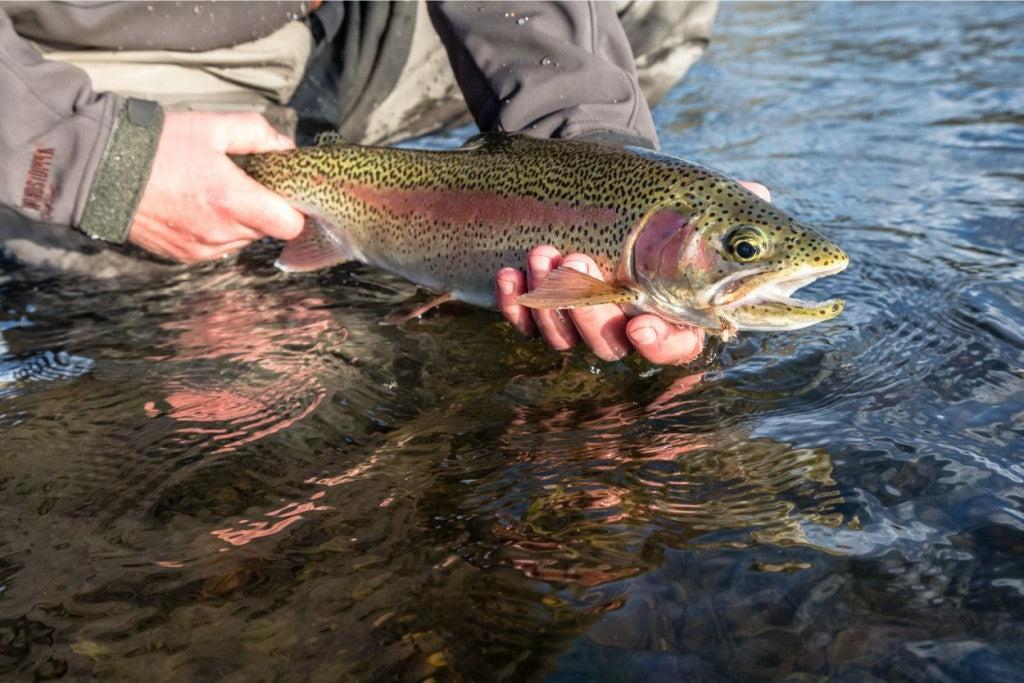 Silver Pheasant Feathers - Guided Fly Fishing Madison River, Lodging