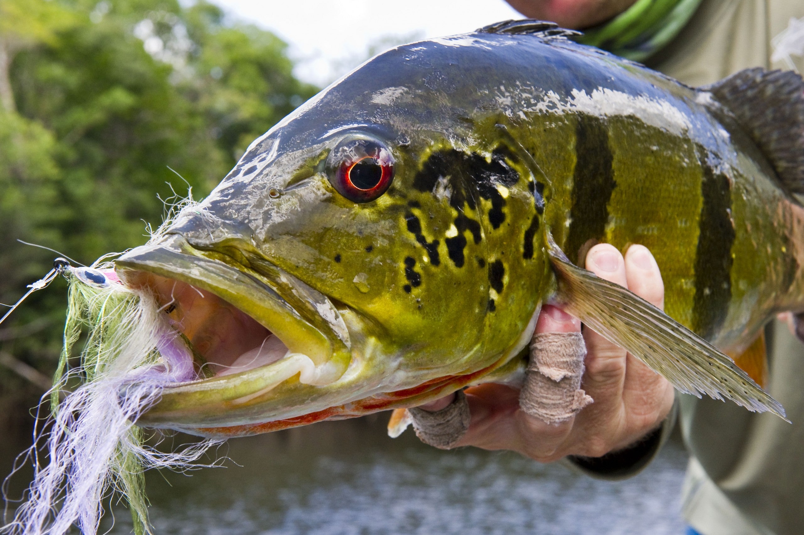 Top 15 Peacock Bass Flies For Fly Fishing - Yellow Dog Flyfishing